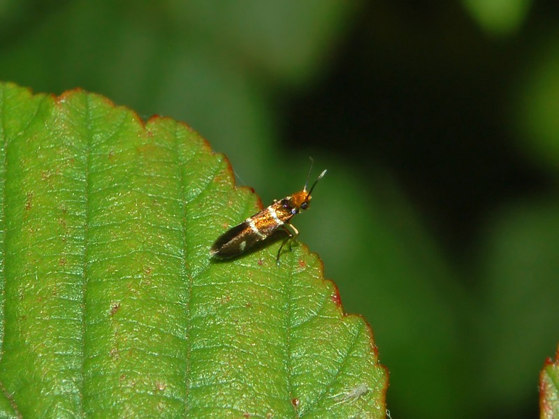 Micropterix tuscaniensis e Micropterix aruncella